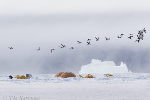 989 – At the flow edge in Pond Inlet region in Nunavut, Canada