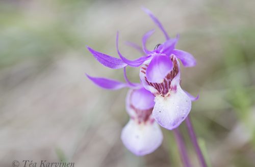 1745 – A Fairy slipper = Calypso bulbosa = Neidonkenkä