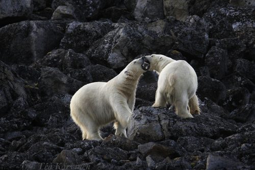 1926 – Polar bears in Svalbard