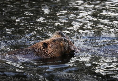2918 – American beavers (In Isojärvi NP)