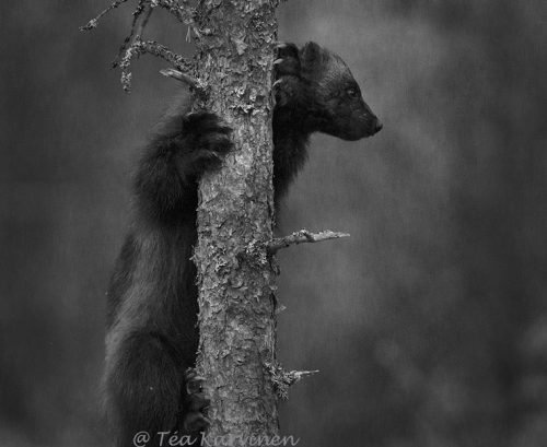 3051 – A wolverine in Lieksa, Finland