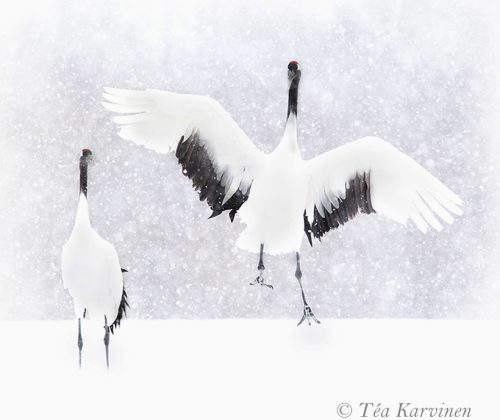 3860 – Grus japonensis = Red-crowned crane (Mantsuriankurki) in Hokkaido, Japan