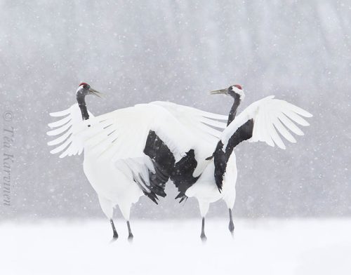 3929 – Cranes of Japan: Red-crowned cranes (Mantsuriankurjet)
