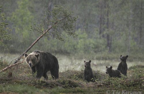 4309 – A bear family in Viiksimo, Kuhmo (near the eastern border of Finland & Russia)
