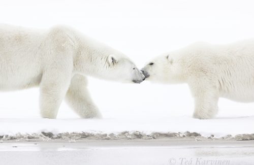 4987 – North-East Greenland National Park