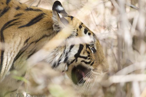 6806 – A tiger in Bandhavgarh National Park in India