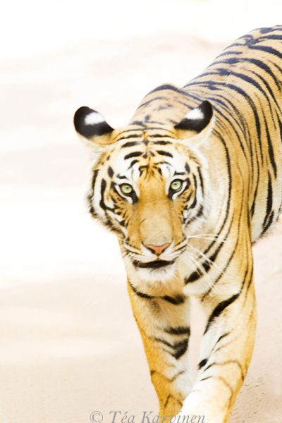 6903 – A tiger in India