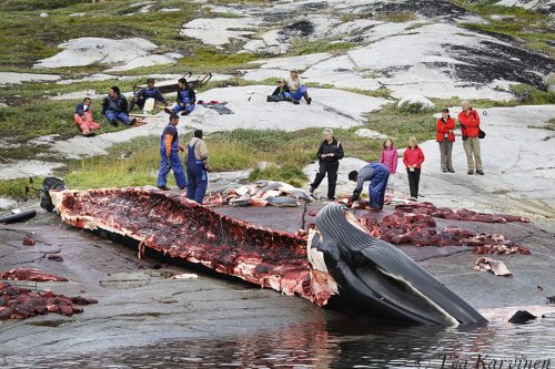 7141 – A finwhale in Greenland – (Balaenoptera physalus = sillivalas)