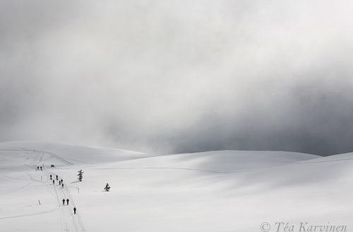 8707 – Skiing in April in Pallas-Yllästunturi National Park