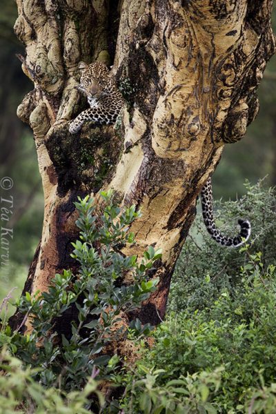 9065 – A leopard in Kenya.