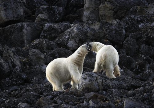 1926 – Svalbard (Spitzbergen, near Sallyhamna in Sep.)