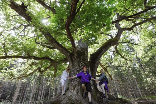 1538 – Paavolan tammi, Lohja (Paavola oak in Lohja)